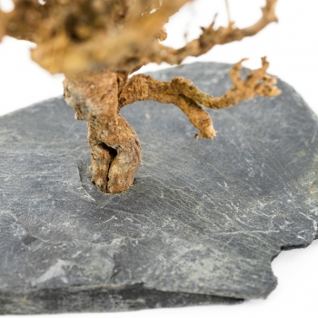Naturbusch auf Schieferplatte  - Klein